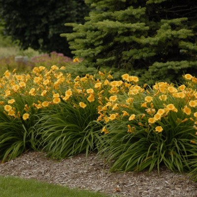 HEMEROCALLIS STELLA D ORO