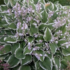 HOSTA ALBOMARGINATA