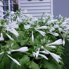 HOSTA PLANTAGINEA