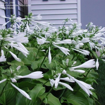 HOSTA PLANTAGINEA