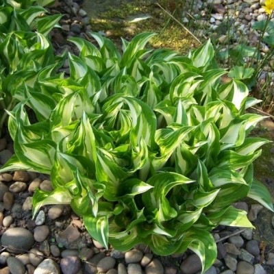 HOSTA UNDULATA MEDIOVARIEGATA