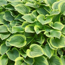 HOSTA „GOLDEN TIARA“