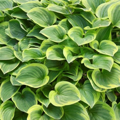 HOSTA „GOLDEN TIARA“