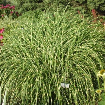 MISCANTHUS SINENSIS „LITTLE ZEBRA“