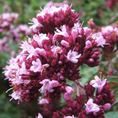 ORIGANUM VULGARE