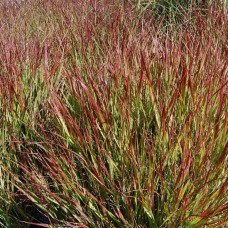 PANICUM VIRGATUM