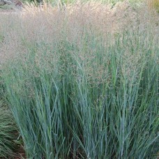 PANICUM VIRGATUM „HEAVY METAL“