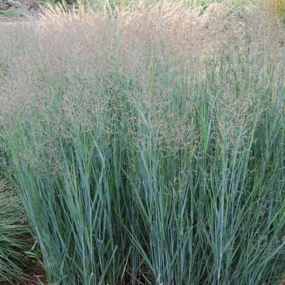 PANICUM VIRGATUM „HEAVY METAL“