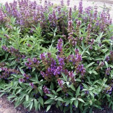 SALVIA OFFICINALIS