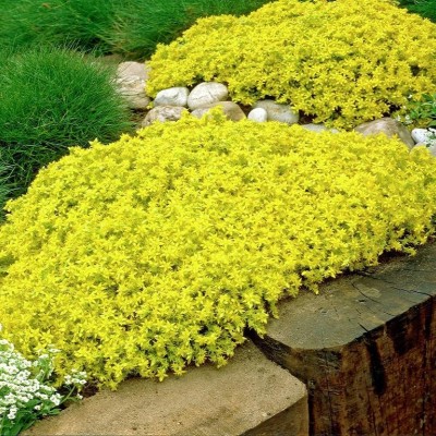 SEDUM ACRE „AUREUM“