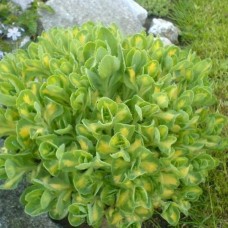 SEDUM ALBOROSEUM MEDIOVARIEGATUM