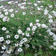 SILENE MARITIMA