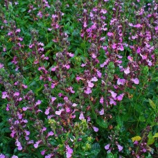 TEUCRIUM CHAMAEDRYS (GRMIĆ)