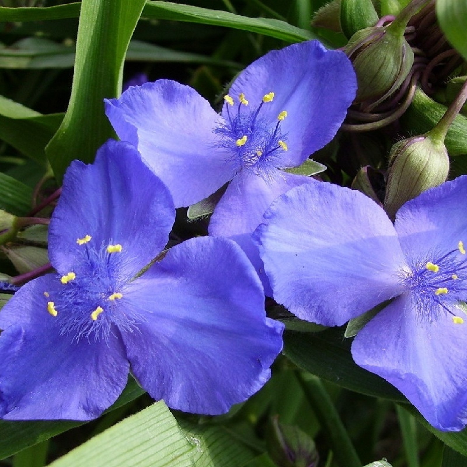 TRADESCANTIA X ANDERSONIANA - Rasadnik „Jelena”