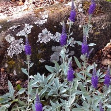 VERONICA SPICATA