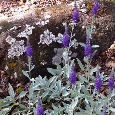 VERONICA SPICATA