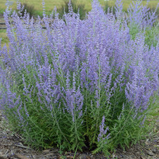 Perovskia atriplicifolia