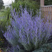 Perovskia atriplicifolia Perovskia atriplicifolia