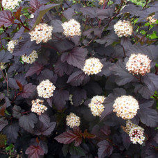 PHYSOCARPUS OPULIFOLIUS