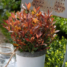 Photinia fraseri  "Chico"