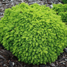 Picea abies "Little Gem"