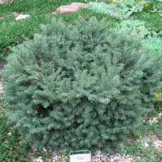 Picea abies "Nidiformis"