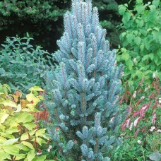 Picea pungens Iceli Fastigiata