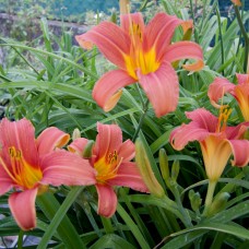 Hemerocallis  "Pink Charm"