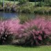 Muhlenbergia capillaris