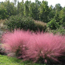 Muhlenbergija capilaris "Pink Muhly Grass"
