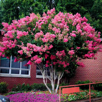 Lagerstroemia rosea