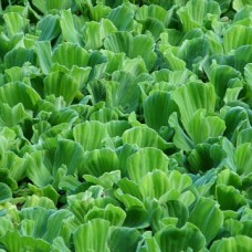 Pistia stratiotes - prodaja krajem aprila