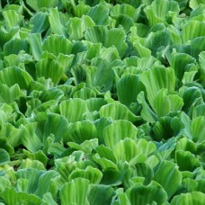 Pistia stratiotes