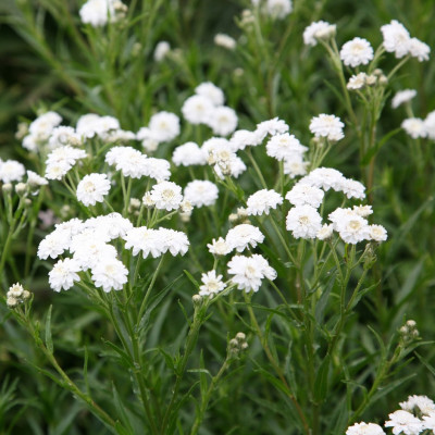 Achillea ptarmica