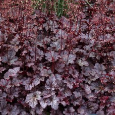 Heuchera 'Plum Pudding'