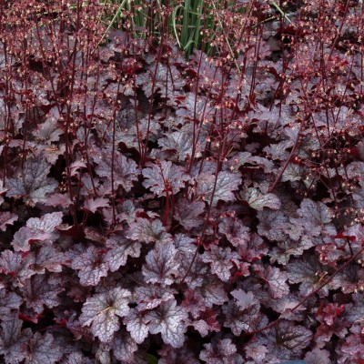 Heuchera 'Plum Pudding'