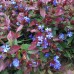 CERATOSTIGMA PLUMBAGINOIDES