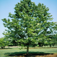 Platanus x acerifolia