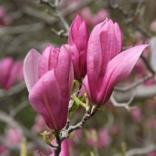 Magnolia "Ricki"