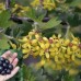 Ribes Odoratum