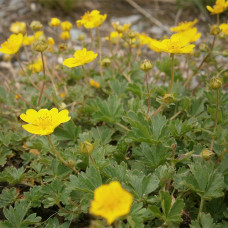 Potentilla grantzii pimpo