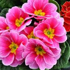 Primula mix