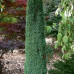 Juniperus "Sentinel"
