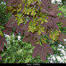 Acer pseudoplatanus "Atropurpureum"