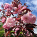 Prunus serrulata "Royal Burgundy"