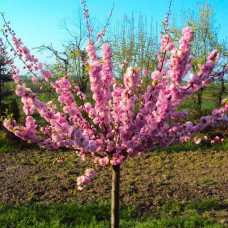 Prunus triloba
