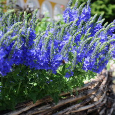 Veronica prostata