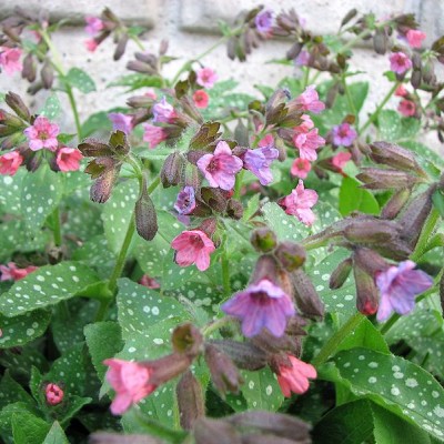 PULMONARIA OFFICINALIS