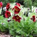 Pulsatilla vulgaris Rubra