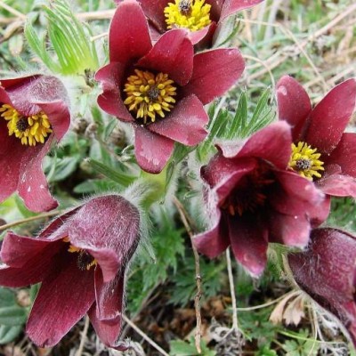 Pulsatilla vulgaris Rubra